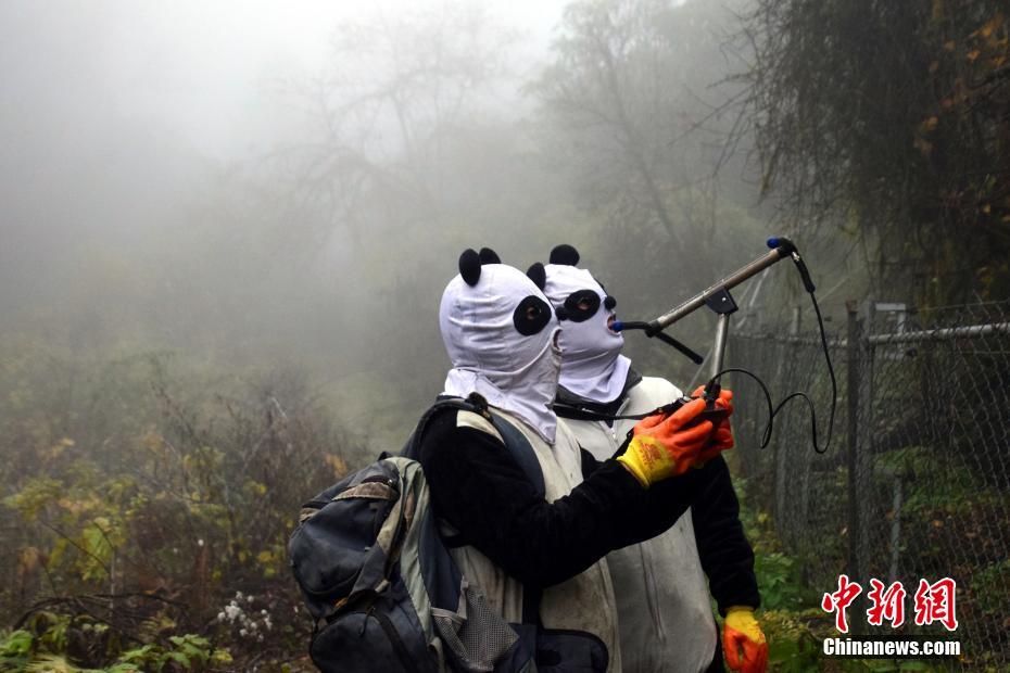野性化訓練中のパンダ捕獲成功　まもなく自然へ　四川省