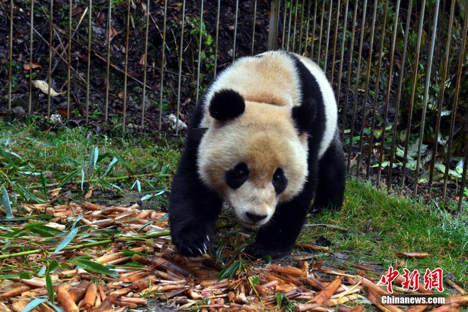 野性化訓練中のパンダ捕獲成功　まもなく自然へ　四川省