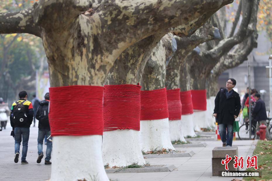 赤い「セーター」を着て、ほっこり心温まるキャンパス内の並木道　南京