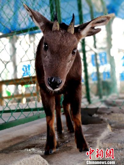 台湾地区から大陸部に贈られたシカとヤギが7度目の冬　山東省