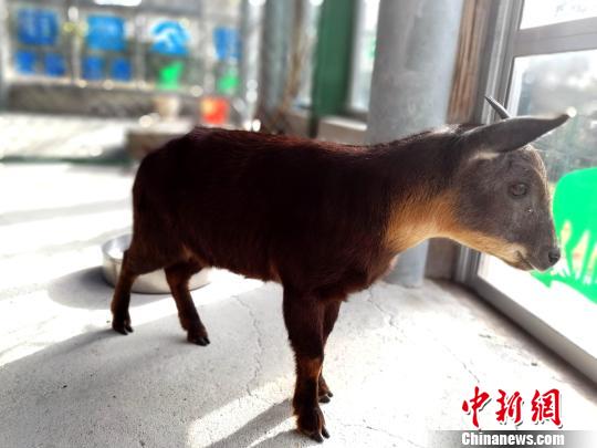 台湾地区から大陸部に贈られたシカとヤギが7度目の冬　山東省