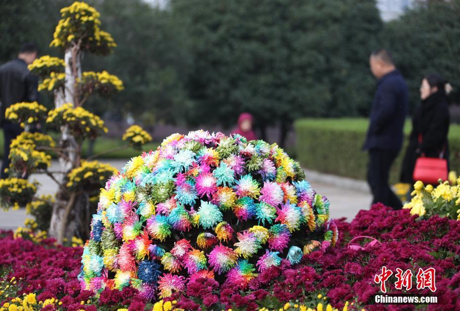 江西省で菊花展　七色に色づくレインボーマムが人気