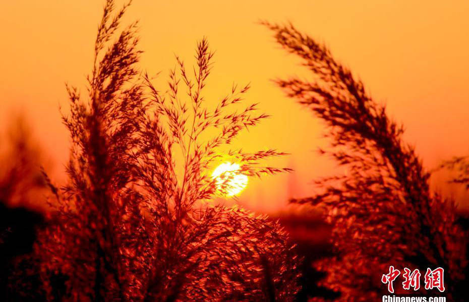 初冬、夜明けの太陽に赤く染まるゴビ湿地　甘粛省