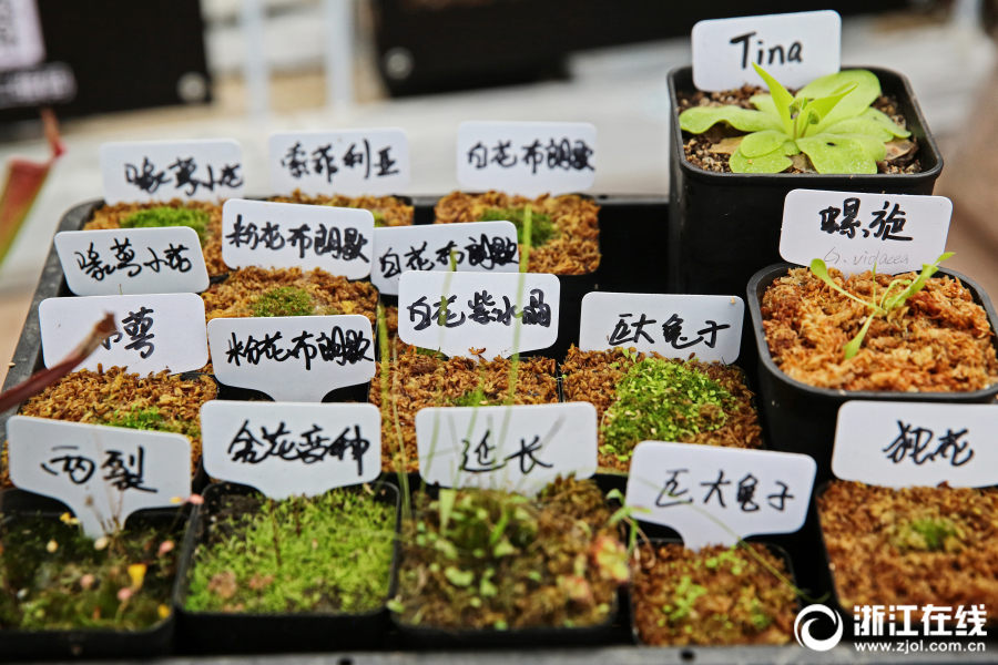 家族の反対を押し切り田舎で食虫植物を育てる90後の女性　浙江省