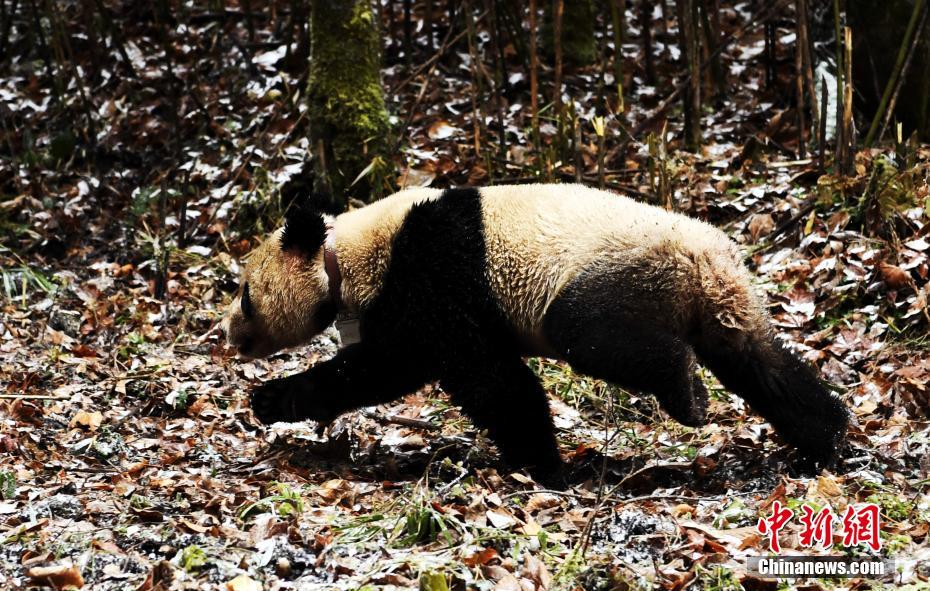 野生化プロジェクトのジャイアントパンダ2頭が自然に帰る　四川省