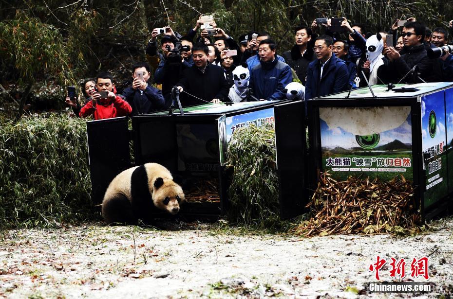 野生化プロジェクトのジャイアントパンダ2頭が自然に帰る　四川省