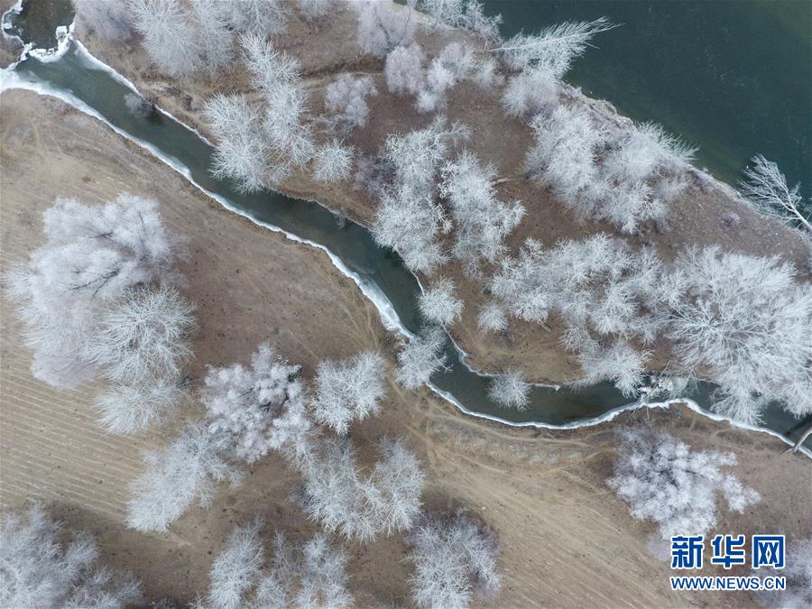 新疆の河谷に一面に広がる銀色の樹氷