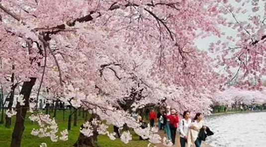 「花の都市」広州 季節ごとに楽しめる花・総まとめ