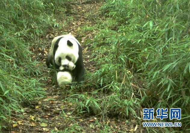 仏坪県国家自然保護区でパンダの縄張り争いの様子を撮影　陝西省
