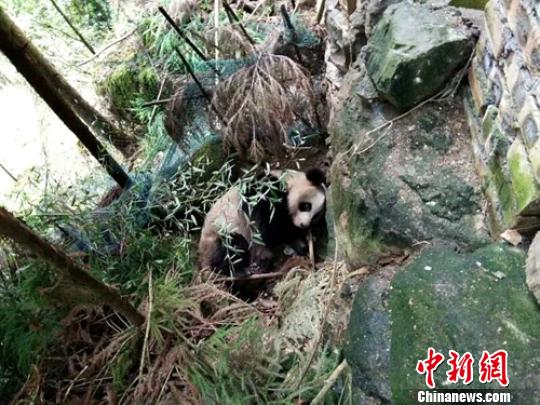 四川省のある村の山林で、村人が成年の野生パンダを発見