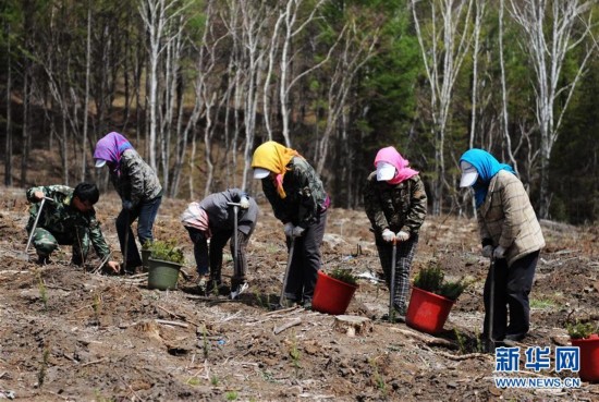 塞罕バ林場の建設者が国連「地球大賞」を受賞