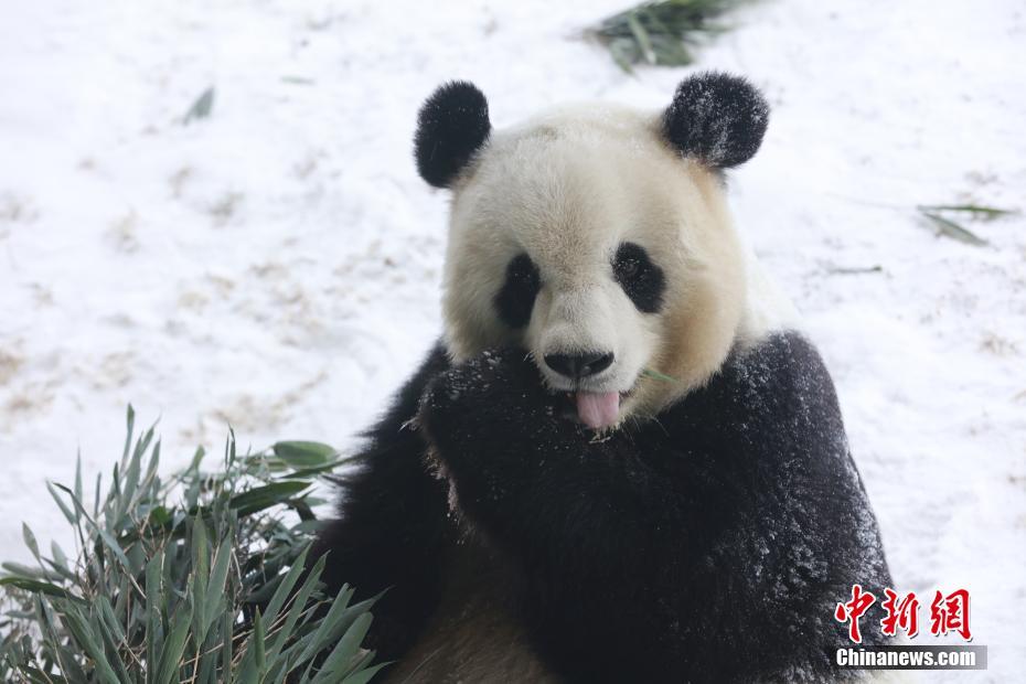 雪の上を転がりまわるパンダに来館者からは歓声上がる　黒竜江省