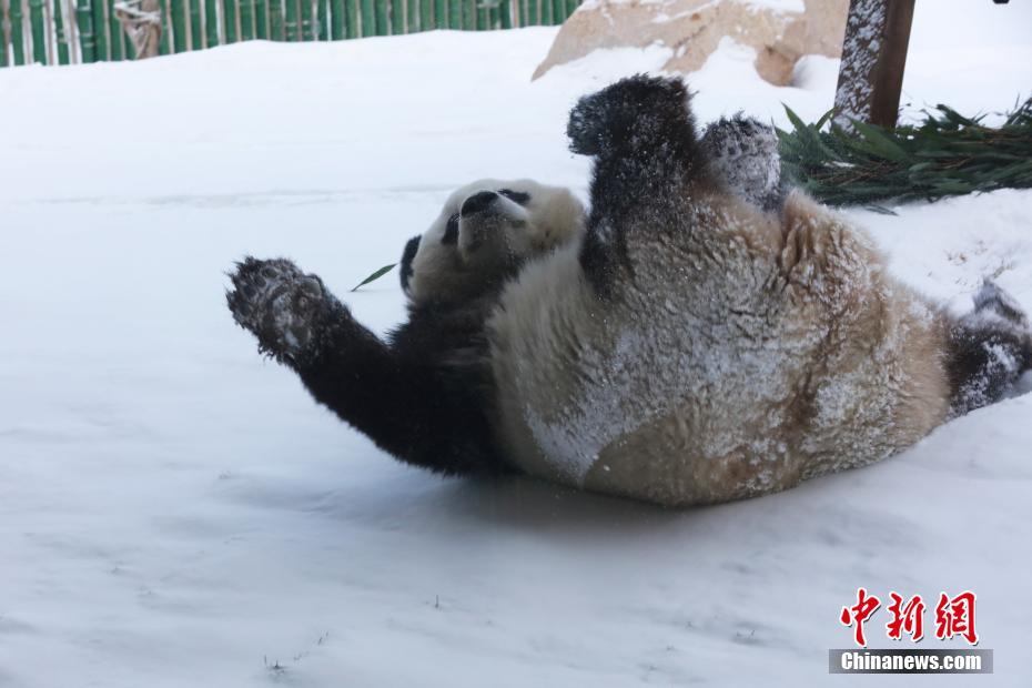 雪の上を転がりまわるパンダに来館者からは歓声上がる　黒竜江省
