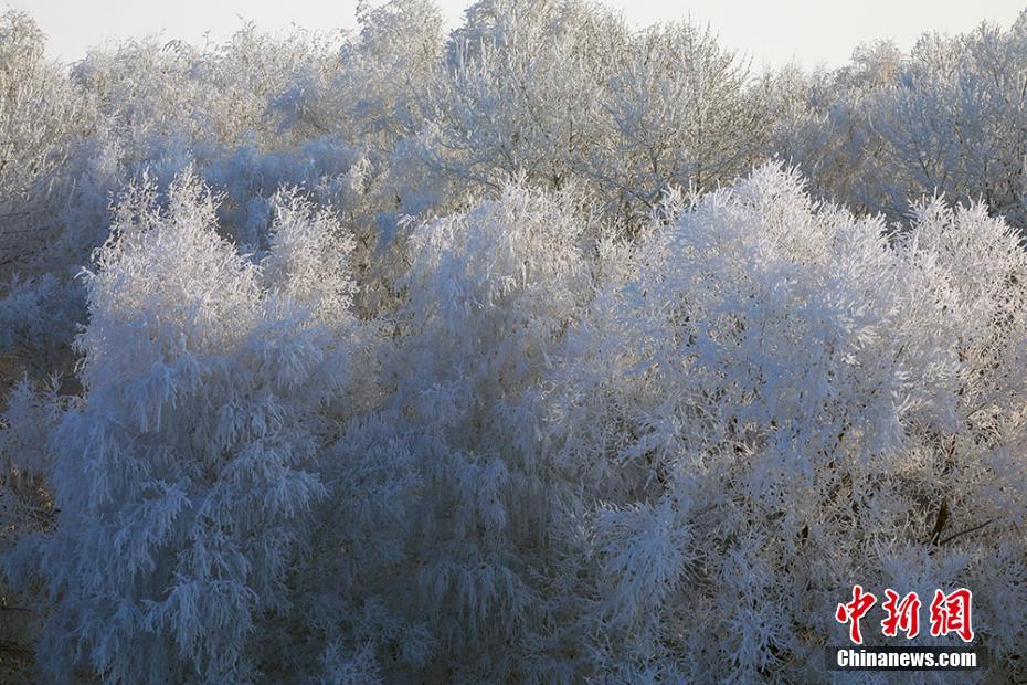 幻想的で美しい樹氷景色広がる新疆カバ県