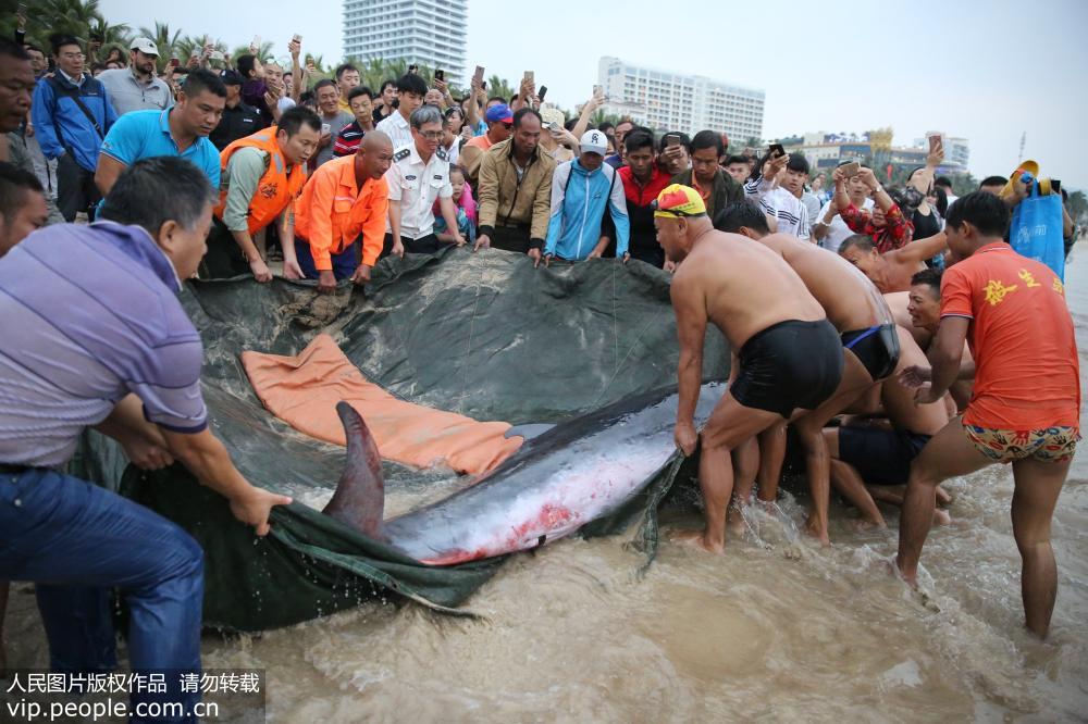 浅瀬に打ち上げられたコマッコウクジラをライフセーバーが救出　海南省