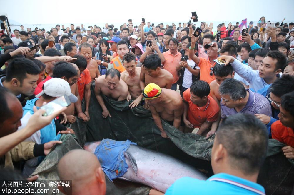 浅瀬に打ち上げられたコマッコウクジラをライフセーバーが救出　海南省