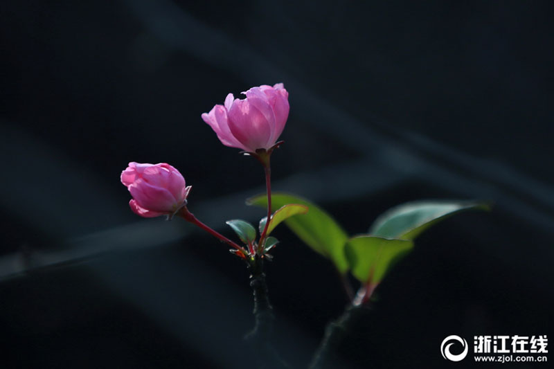 冬の日を華やかな景色に　浙江省の景勝地で咲き誇るハナカイドウ