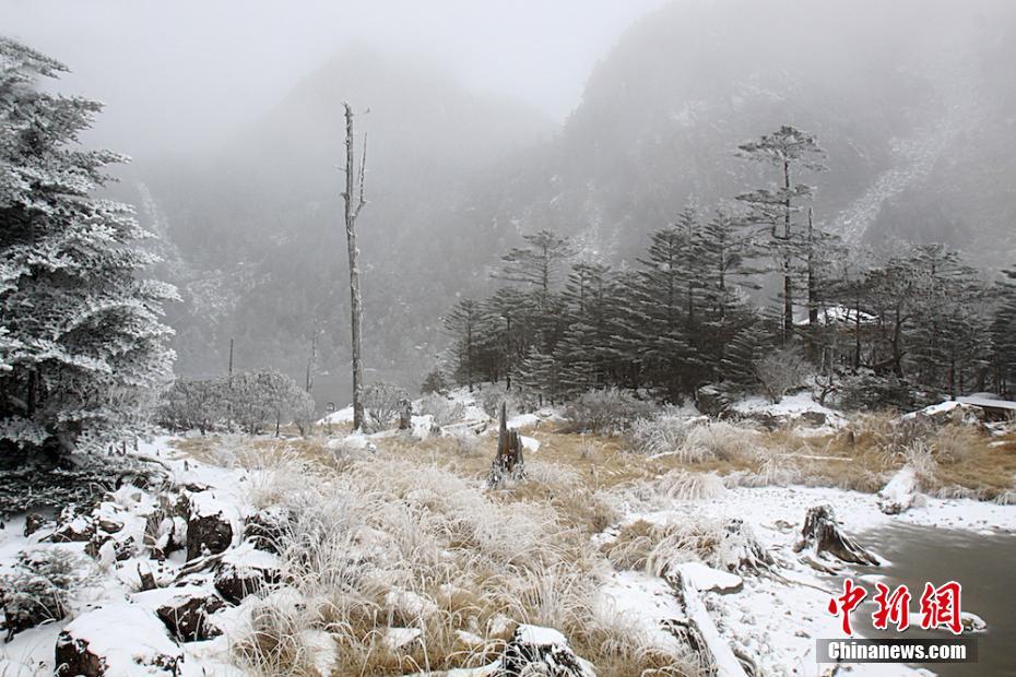 銀の装いをまとった木々　四川省の景勝地の美しい雪景色
