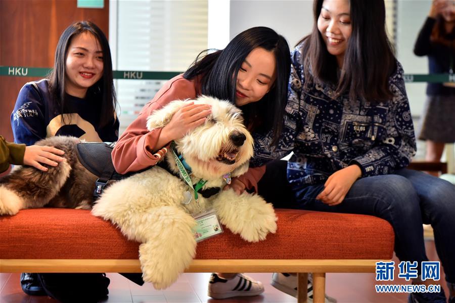 香港大学セラピードッグを試験導入へ　テスト期間中の学生のストレスを軽減