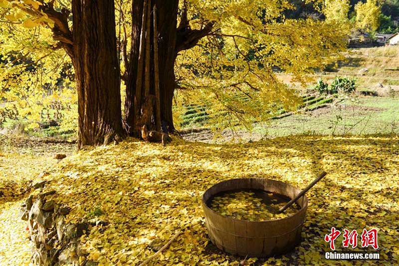 秋の風景と風情留める　宜昌市の各観光地で落ち葉の景観保存　湖北省