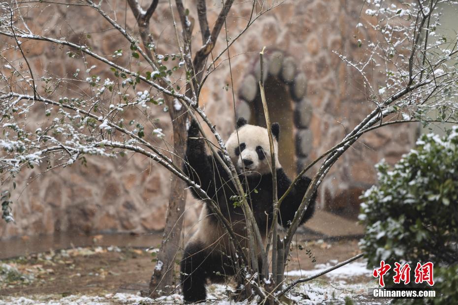 済南市で初雪観測、パンダの「雅吉」雪に大はしゃぎ　山東省