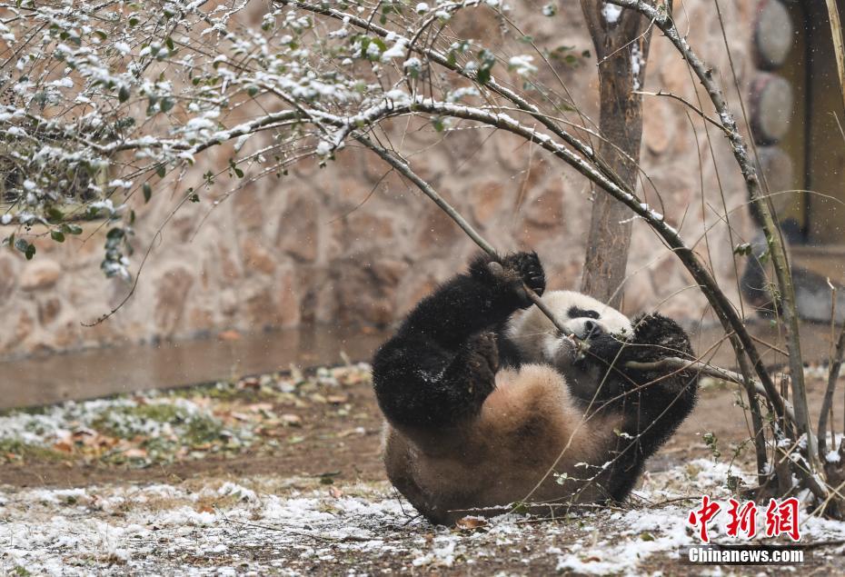 済南市で初雪観測、パンダの「雅吉」雪に大はしゃぎ　山東省
