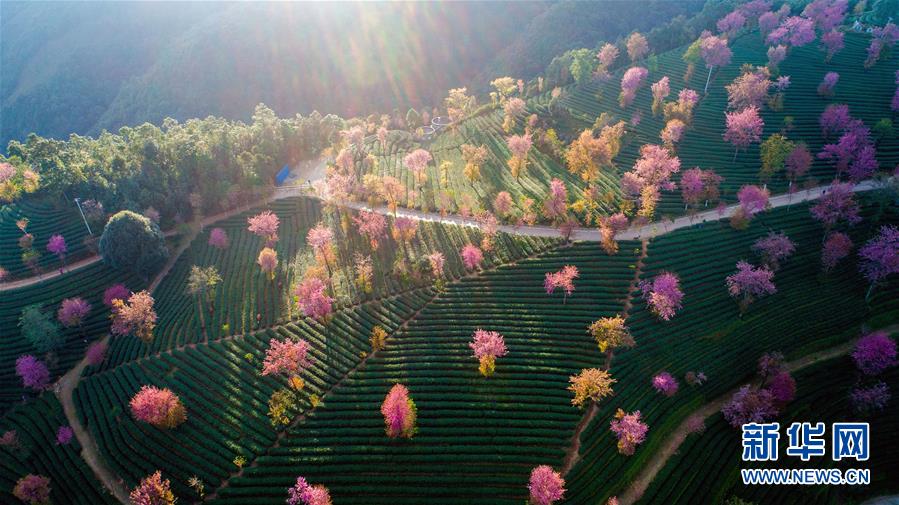 冬に咲く色鮮やかな花　雲南省で咲き乱れた桜の花