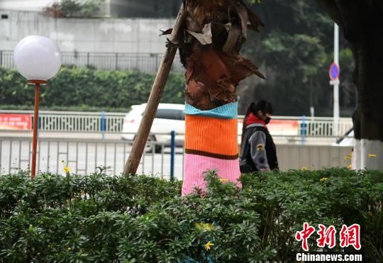 重慶市内の街路樹、「ニット」の防寒服でポカポカ