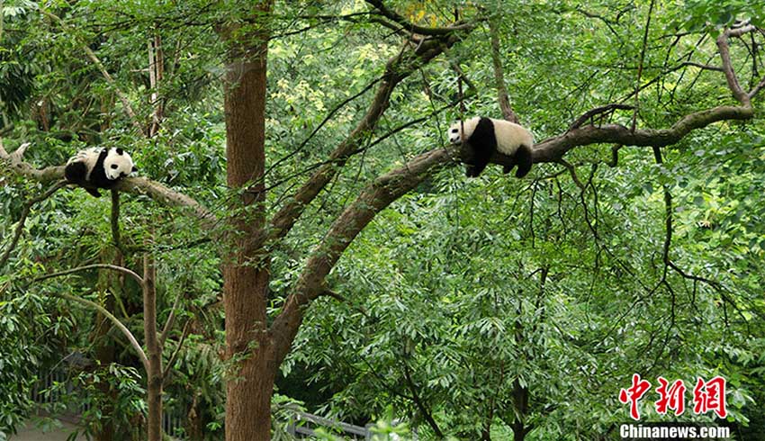 可愛らしいパンダの日常切り取る　パンダ写真コンテストの応募作品