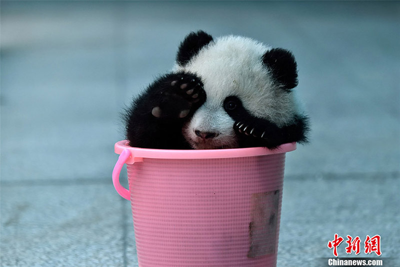 可愛らしいパンダの日常切り取る　パンダ写真コンテストの応募作品