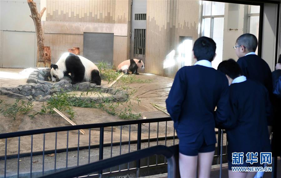 上野動物園の赤ちゃんパンダ「香香」が19日に一般公開