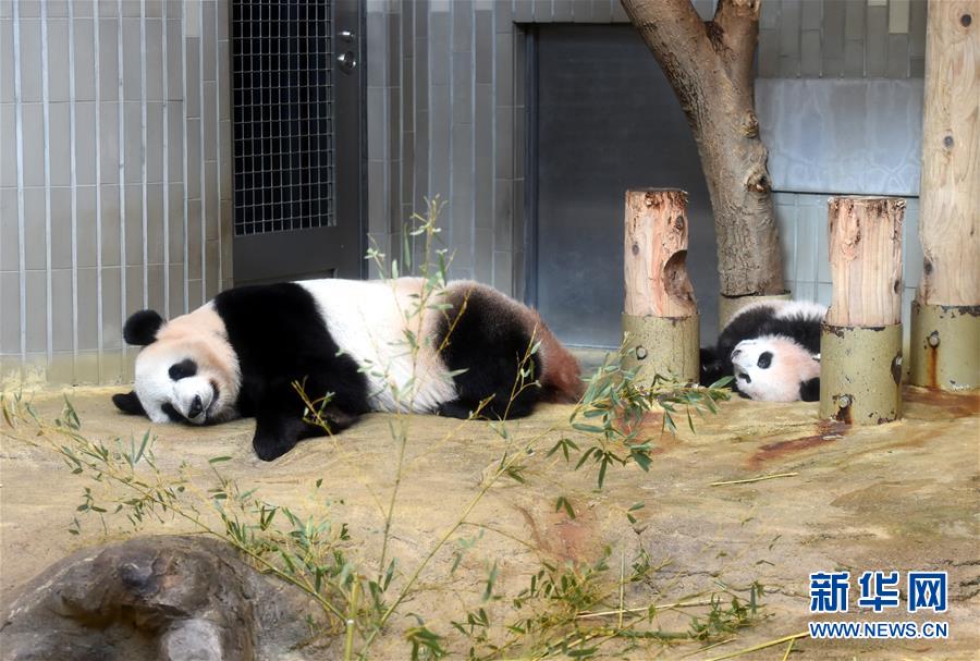 上野動物園の赤ちゃんパンダ「香香」が19日に一般公開