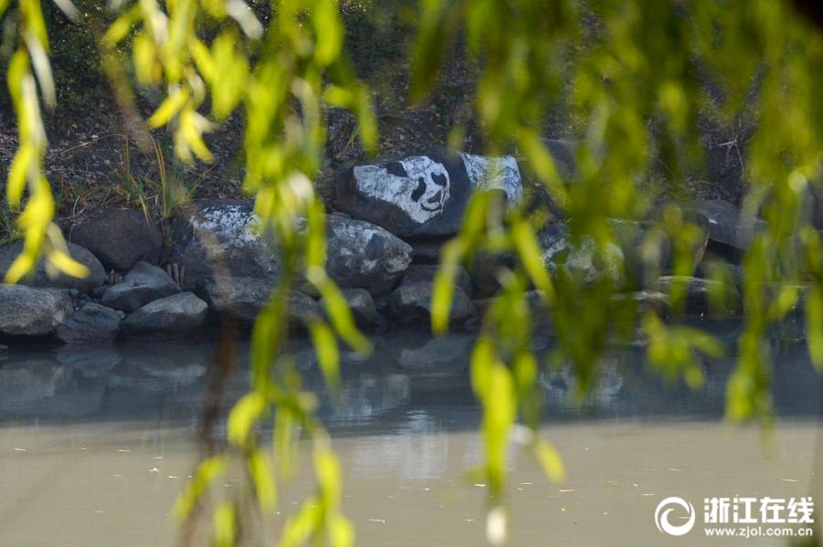 杭州市の川辺の岩に「パンダ」や「馬雲会長」の絵 浙江省