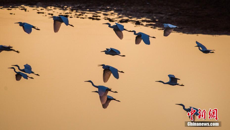 中国最大の淡水湖　多くの渡り鳥が越冬する「渡り鳥の天国」　江西省