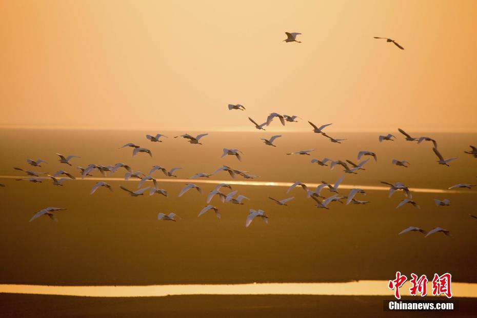 中国最大の淡水湖　多くの渡り鳥が越冬する「渡り鳥の天国」　江西省