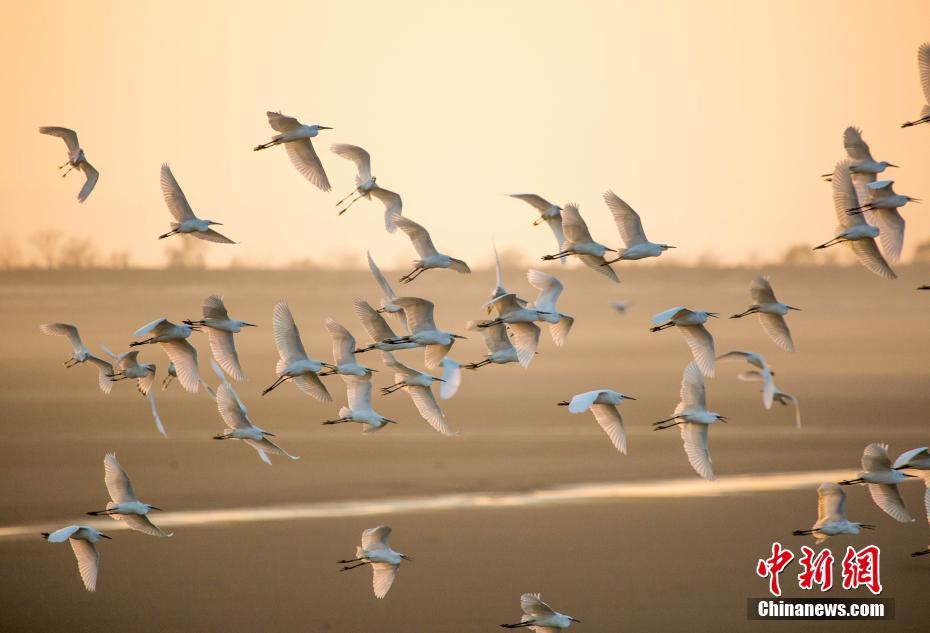 中国最大の淡水湖　多くの渡り鳥が越冬する「渡り鳥の天国」　江西省