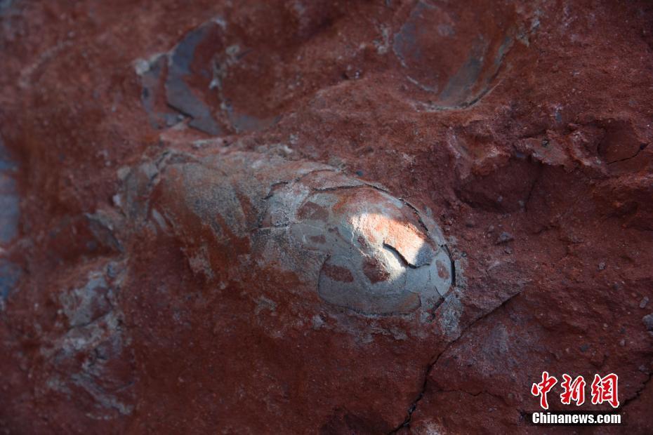 江西省で恐竜の化石が発見、1億3000万年前のものか