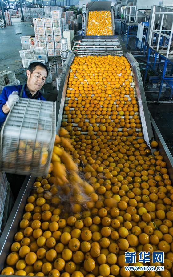 Eコマースで収入増加につながった「ネーブルオレンジの里」　湖北省