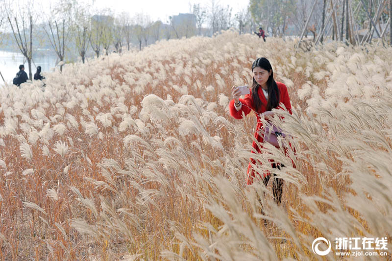 風に揺れるアシの花　美しい風景を撮影に訪れる観光客　浙江省