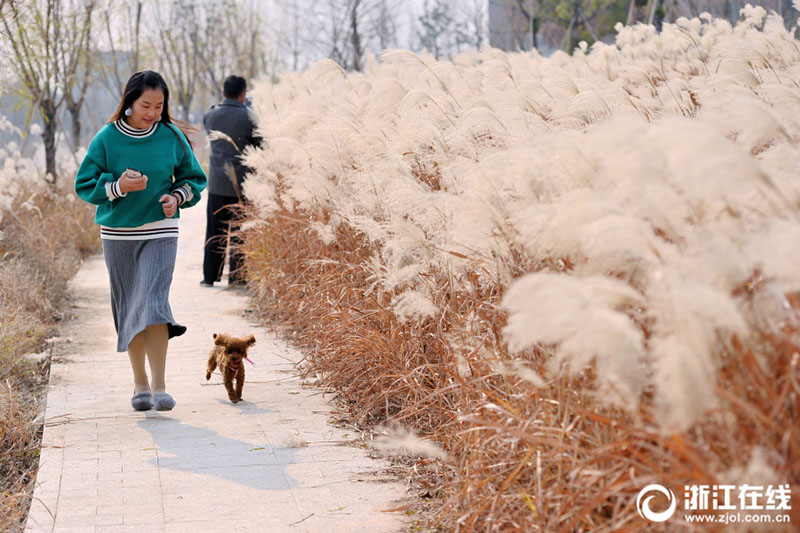 風に揺れるアシの花　美しい風景を撮影に訪れる観光客　浙江省