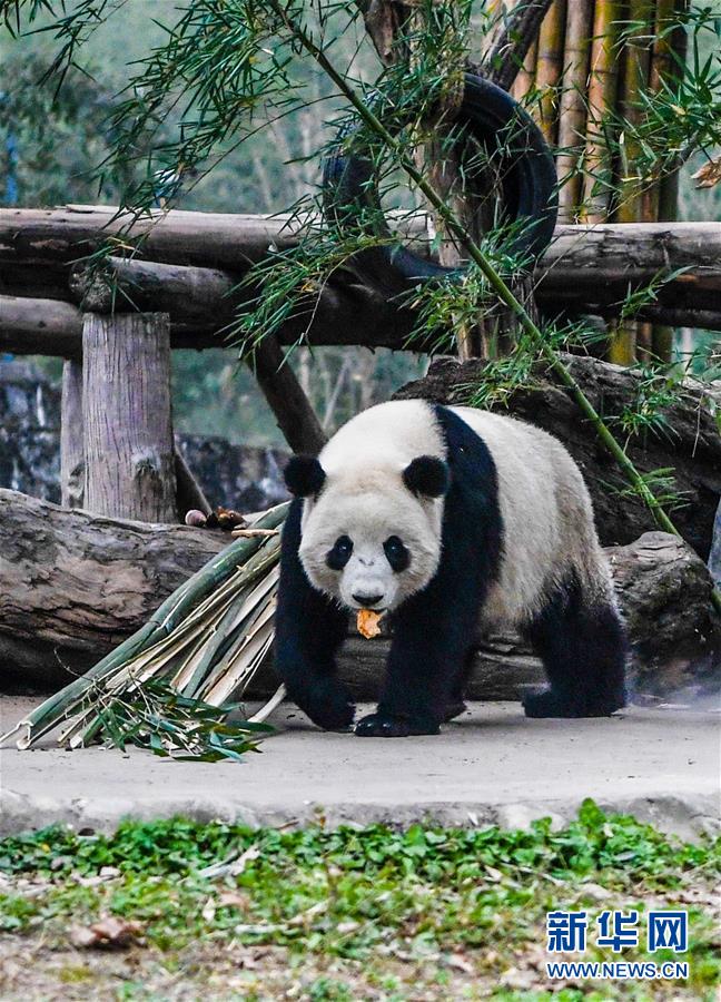 マレーシアから帰国のパンダ「暖暖」、検疫を終えて正式に一般公開