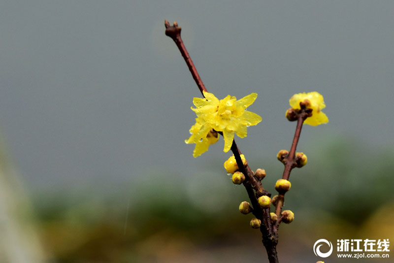 雨の中で咲き誇るロウバイの花　芳しい香りを漂わせる　杭州市