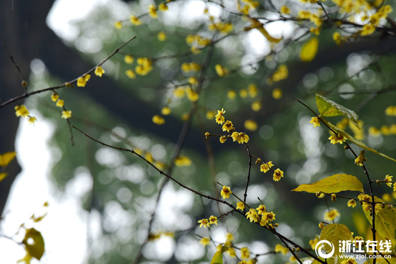 雨の中で咲き誇るロウバイの花　芳しい香りを漂わせる　杭州市