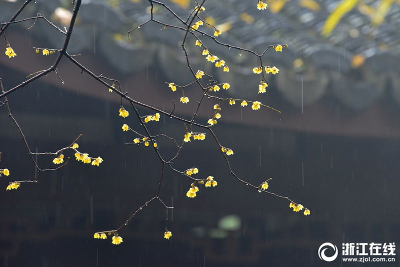 雨の中で咲き誇るロウバイの花　芳しい香りを漂わせる　杭州市