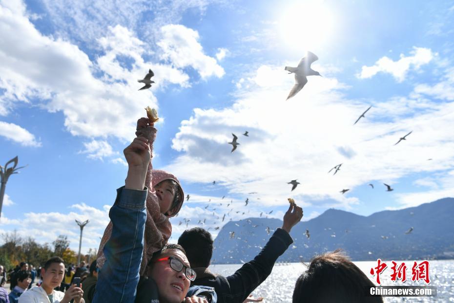 ダム上空を飛び交うユリカモメと戯れる昆明市民と観光客たち 雲南省　