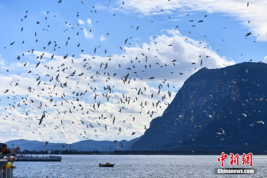 ダム上空を飛び交うユリカモメと戯れる昆明市民と観光客たち 雲南省　