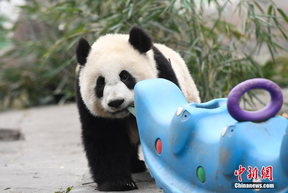 雅安碧峰峡基地のパンダ幼稚園　愛くるしい赤ちゃんパンダが観光客を魅了
