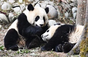 雅安碧峰峡基地のパンダ幼稚園　愛くるしい赤ちゃんパンダが観光客を魅了