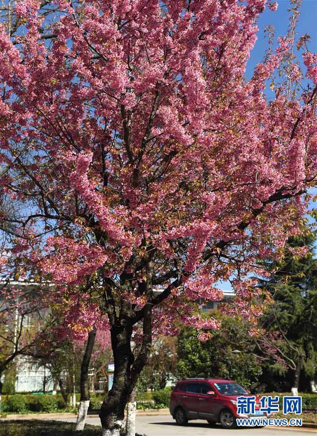 冬桜が満開迎えた昆明、春の景色広がる