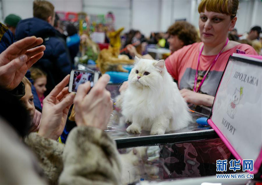 モスクワでネコ展　様々な品種の可愛らしいネコたち集結